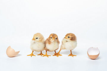  three cute little chicken and a shell from eggs on white background