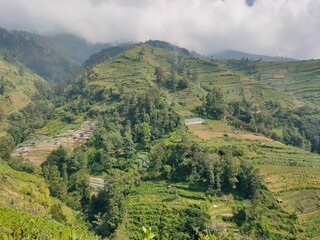 Fototapeta premium agriculture on the mountain