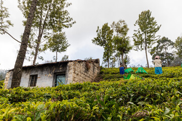 beautiful scenic view of a tea field at ooty,tamilnadu