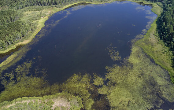 Aerial photo of forest boggy lake in the Karakansky pine forest near the shore of the Ob reservoir.