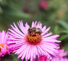 Beautiful pink flowers of autumn aster with a bee in the garden