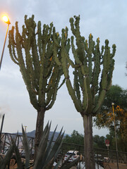 Candelabra cactus in early morning light
