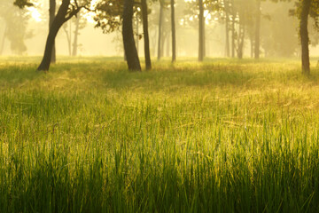 Naklejka na ściany i meble Rice fields in the morning with fog and tree background
