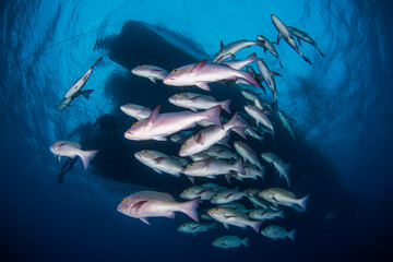 A school of fish underneath a boat
