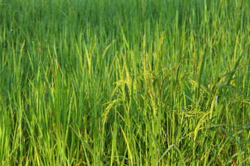 Asia paddy rice field in in morning