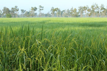 Asia paddy rice field in in morning