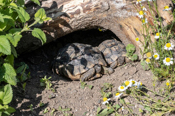 Baby Turtle Testudo Marginata european landturtle family two hiding wooden cave closeup wildlife