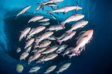 A school of fish underneath a boat