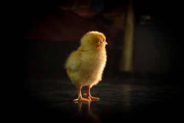 Baby Chicken