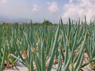 Onion leaf in the ground in the garden.