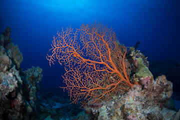 Fototapeta na wymiar Healthy, colourful corals on the Great Barrier Reef