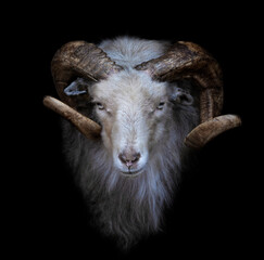 Ram with big and curved horns on a black background	