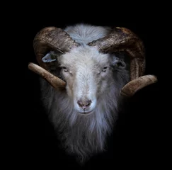 Zelfklevend Fotobehang Ram with big and curved horns on a black background  © xyo33