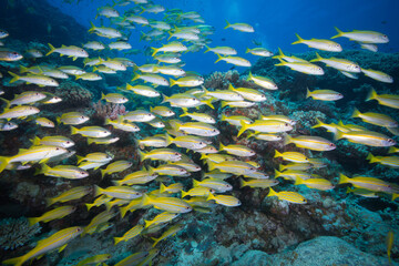 Fototapeta na wymiar A school of yellow striped snapper on the reef