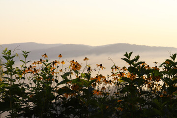 kwiatki o wschodzie słońca w górach