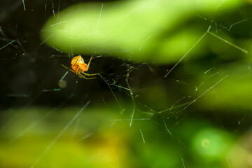Spider waiting for prey to feed on its fiber.