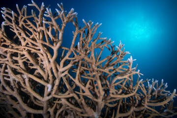 Fototapeta na wymiar Healthy, colourful coral on the reef