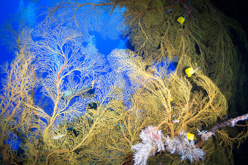 Colorful soft coral on the reef