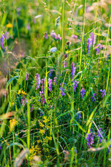 summer field with nice plants