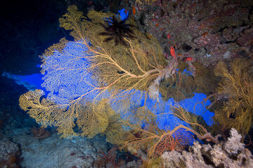 Colorful soft coral on the reef