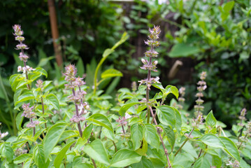 Fresh Thai basil in the garden.