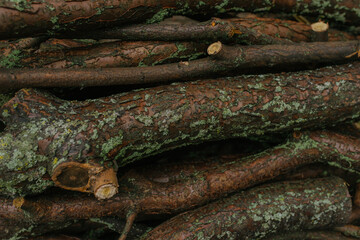 logs or firewood and branches with bark and moss in autumn
