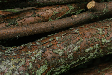 logs or firewood and branches with bark and moss in autumn
