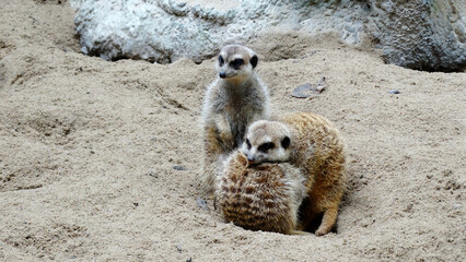 Meerkat is playing in the sandy park. The meerkat, suricate, is a small mongoose, live in rock crevices in stony, often calcareous areas, and in large burrow systems in plains.