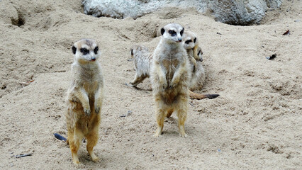 Meerkat is playing in the sandy park. The meerkat, suricate, is a small mongoose, live in rock crevices in stony, often calcareous areas, and in large burrow systems in plains.