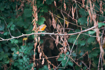 european robin, Erithacus rubecula, singing on a branch among a green background