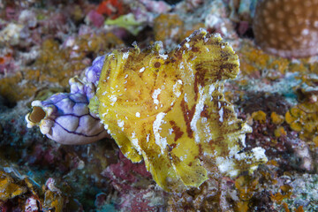 Leafy Scorpion fish