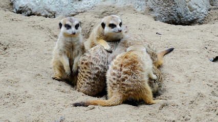 Meerkat is playing in the sandy park. The meerkat, suricate, is a small mongoose, live in rock crevices in stony, often calcareous areas, and in large burrow systems in plains.