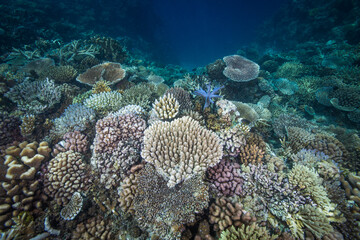 Fototapeta na wymiar Healthy, colorful corals at the reef