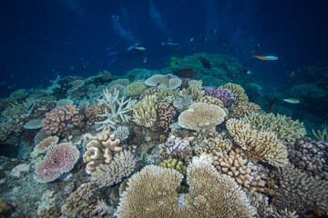 Fototapeta na wymiar Healthy, colorful corals at the reef
