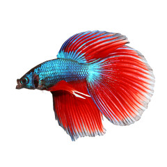 Fototapeta premium Siamese fighting fish , red and blue betta isolated on white background