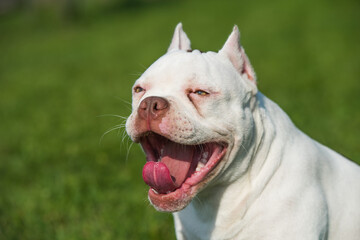 American Bully puppy dog yawns or laughs