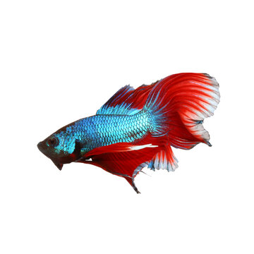 Siamese fighting fish , red and blue betta isolated on white background