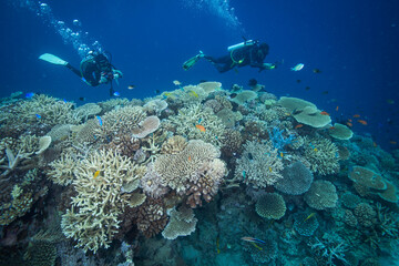 Naklejka na ściany i meble Healthy, colorful corals at the reef