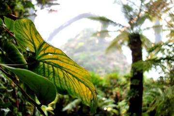 亜熱帯植物園の幻想的風景