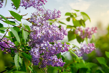Fototapeta na wymiar lilac blossom. beautiful scenery in the garden. sunny nature background in springtime