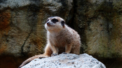 Meerkat is playing in the sandy park. The meerkat, suricate, is a small mongoose, live in rock crevices in stony, often calcareous areas, and in large burrow systems in plains.