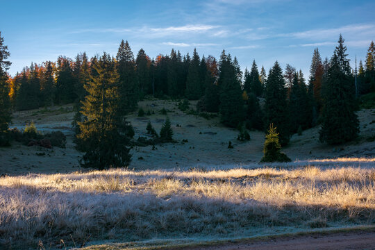 coniferous forest in autumn at sunrise. dry grass in hoarfrost on the hillside meadow. clouds on the morning sky