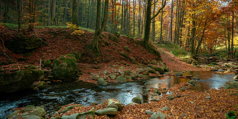 mountain river in autumn forest. rocks and fallen foliage on the shore. trees in yellow and red foliage. gorgeous nature autumnal scenery
