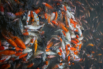 Obraz na płótnie Canvas Koi Fishes swimming inside a pond