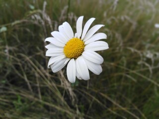 Obraz premium Сamomile