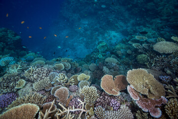 Healthy, colorful corals on the Great Barrier Reef