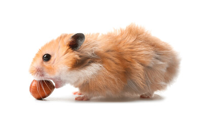 Funny hamster with hazelnut on white background