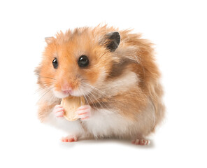 Funny hamster on white background