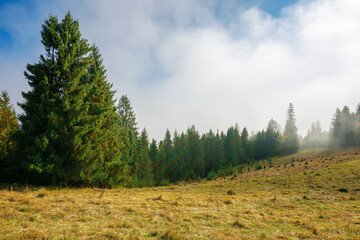Fototapeta premium cold foggy morning. moody weather scenery. spruce forest on the grassy meadow in autumn. nature magic concept