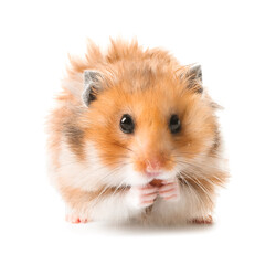 Funny hamster on white background